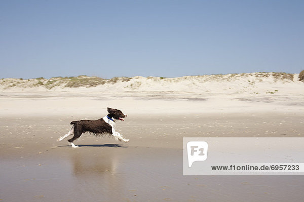 Dog Running on the Beach  Ocracoke Island  Cape Hatteras  North Carolina  USA