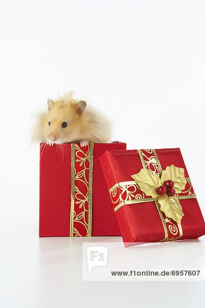 Geschenk  Weihnachten  Hamster