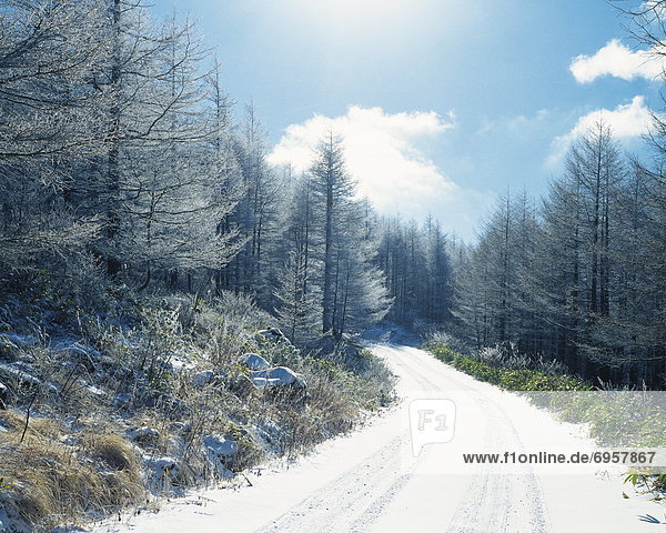 Snowy forest road