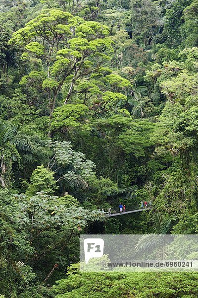 Tourists on Hanging Bridge in Rainforest  Costa Rica