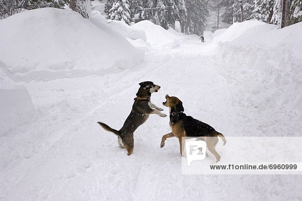 Sturm  Hund  spielen  Schnee