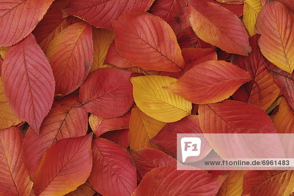 Farbaufnahme Farbe Pflanzenblatt Pflanzenblätter Blatt Close-up Herbst Formatfüllend