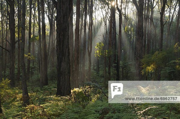 Wald  Victoria  Australien