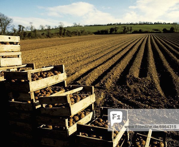 Raw Potatoes With A Ploughed Field  County Meath  Republic Of Ireland