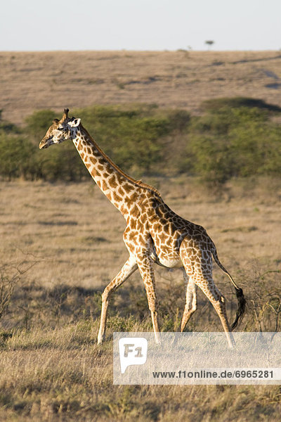 Pampashase Dolichotis patagonum Giraffe Giraffa camelopardalis Kenia Masai
