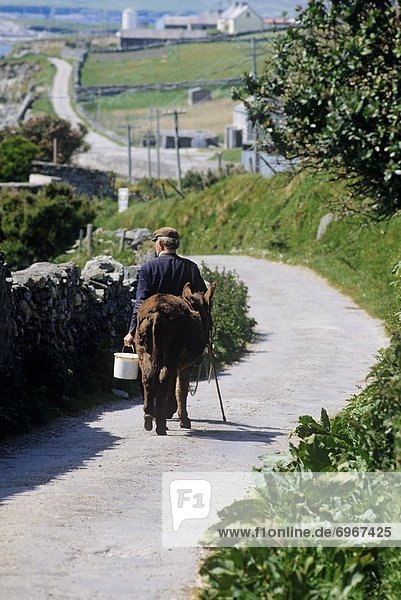 Rear View Of A Farmer Walking With A Donkey On The Road  Inishbofin  County Galway  Republic Of Ireland