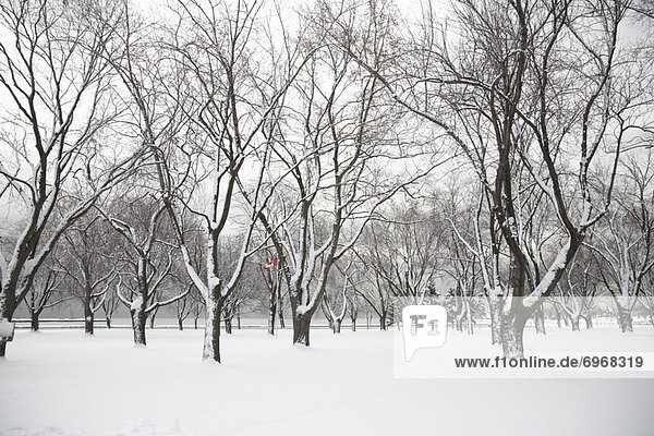 Snow Covered Trees in Park  Toronto  Ontario  Canada