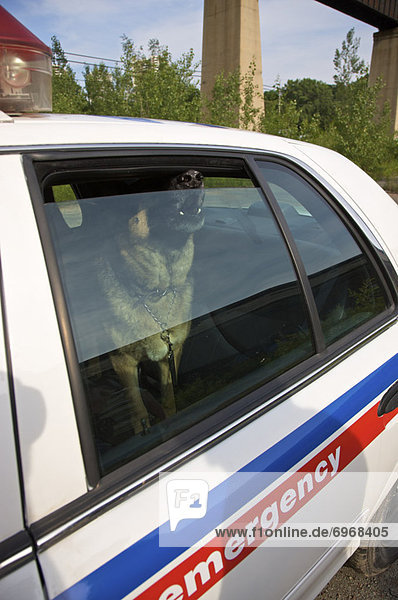 Auto  Hund  Rücksitz  Polizei