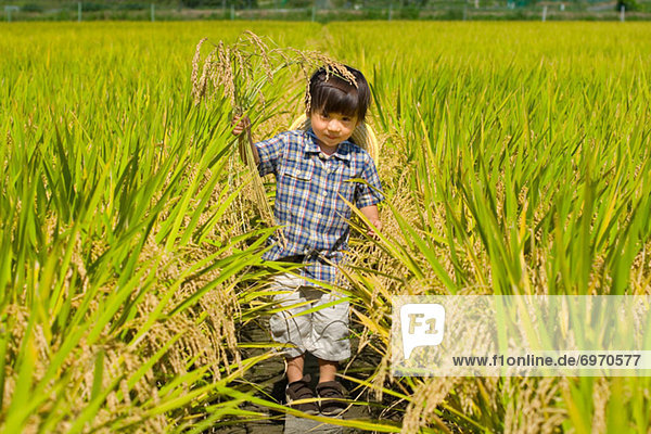 gehen  Feld  Reis  Reiskorn