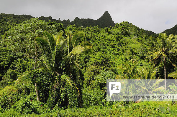 Cook-Inseln  Regenwald  Rarotonga