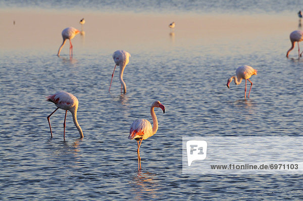 Frankreich  Camargue