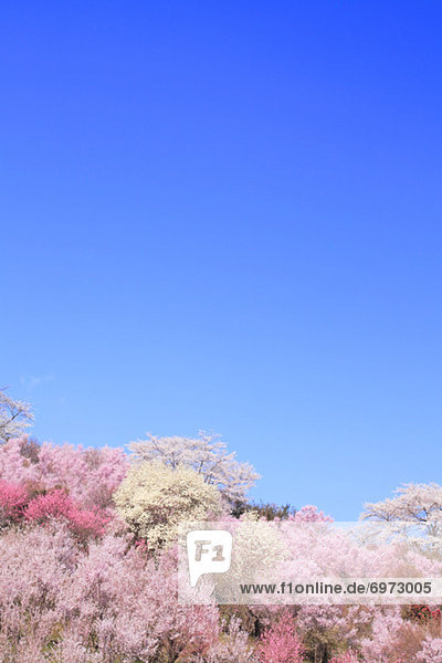 Himmel  blau  Sakura  Fukushima