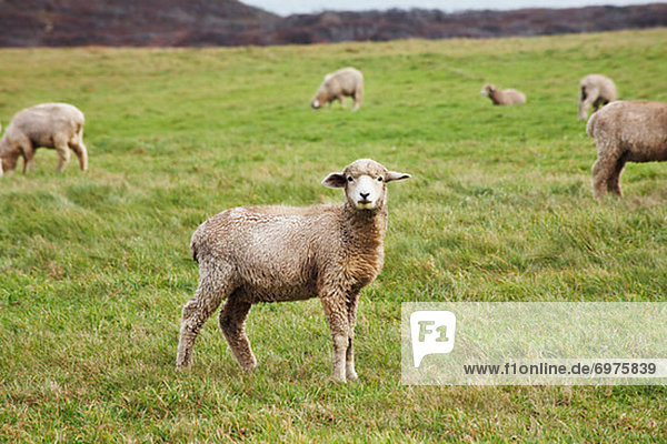 Sheep on Allen Farm  Chilmark  Marthas Vineyard  Massachusetts  USA