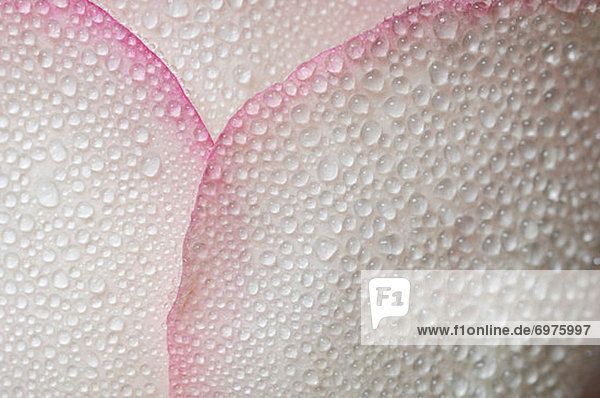 Wasser  Wassertropfen  Tropfen  Blütenblatt  pink  Rose