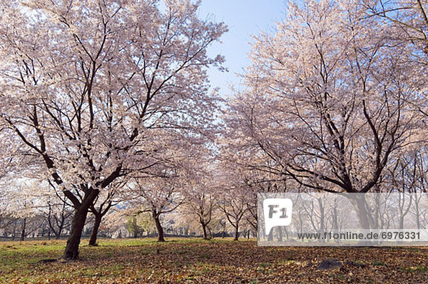 Kirschblüte  Tokyo  Hauptstadt  Japan