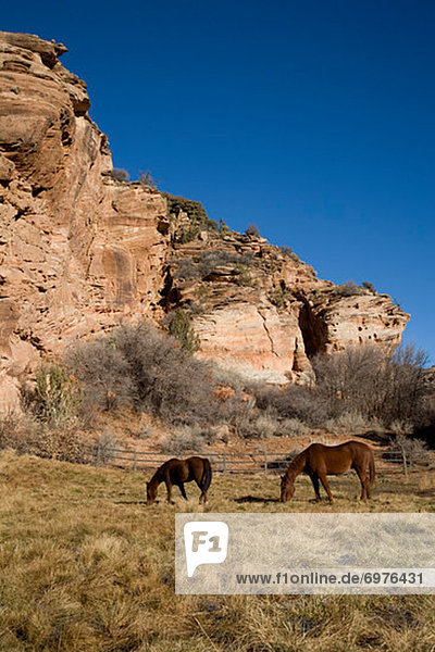 Horses at Best Friends Animal Sanctuary  Kanab  Utah  USA