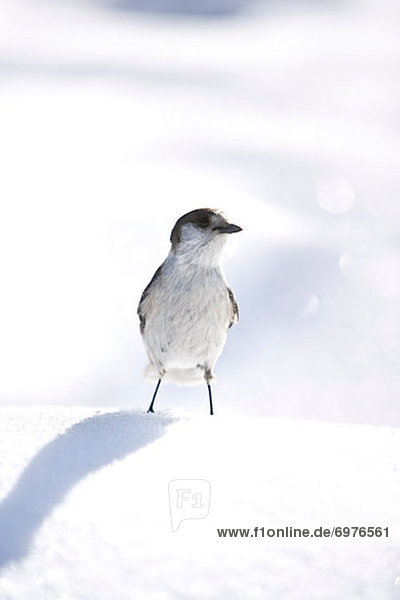 Vogel  Schnee