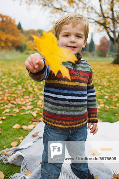Little Boy Holding a Maple Leaf in Autumn  Portland  Oregon  USA