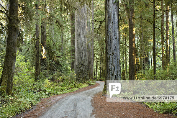Vereinigte Staaten von Amerika USA Fernverkehrsstraße Holz Kalifornien Sequoia alt