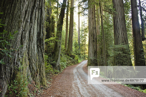 Vereinigte Staaten von Amerika USA Fernverkehrsstraße Holz Kalifornien Sequoia alt