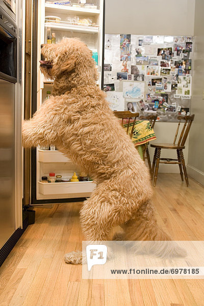sehen, Hund, Kühlschrank