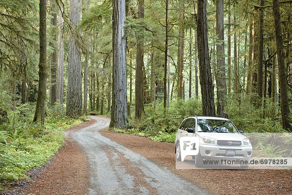 Vereinigte Staaten von Amerika USA Auto Fernverkehrsstraße parken Holz Sequoia Kalifornien alt