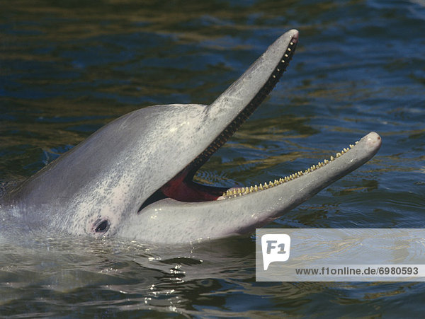 Delphin  Delphinus delphis  Portrait  Dalbe