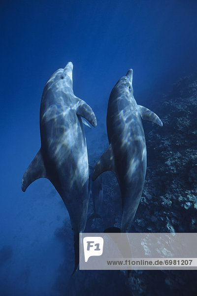 Delphin  Delphinus delphis  Ägypten  Rotes Meer  Safaga