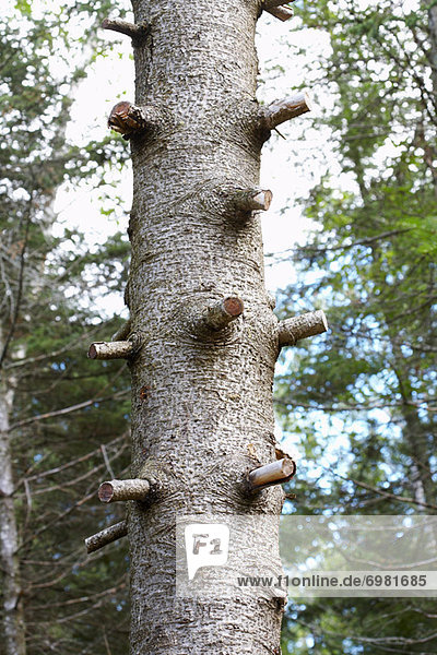 Kiefer Pinus sylvestris Kiefern Föhren Pinie