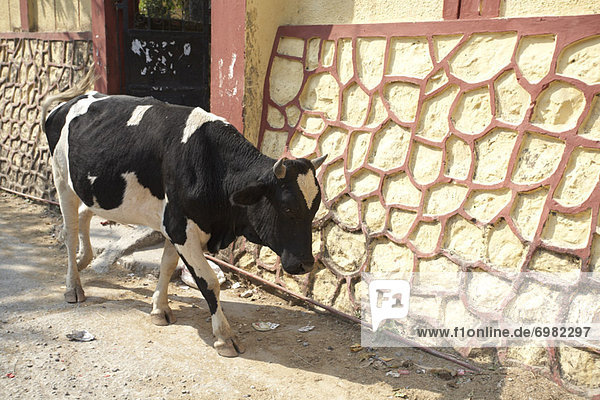 Hausrind  Hausrinder  Kuh  gehen  Straße  Kuh  Indien