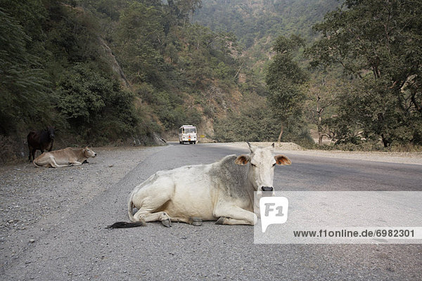 Hausrind Hausrinder Kuh liegend liegen liegt liegendes liegender liegende daliegen Fernverkehrsstraße Indien