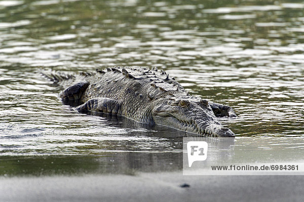 Amerikanisches Spitzkrokodil (Crocodylus acutus)  Sirena  Nationalpark Corcovado  Provinz Puntarenas  Costa Rica  Zentralamerika