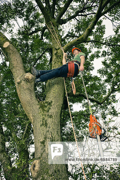 Arborist in Tree  Devon  England