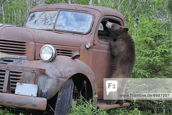 Vereinigte Staaten von Amerika USA Schwarzbär Ursus americanus sehen Lastkraftwagen Minnesota alt