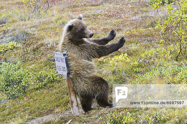 Vereinigte Staaten von Amerika  USA  Grizzlybär  ursus horibilis  Grizzly  Denali Nationalpark  Alaska