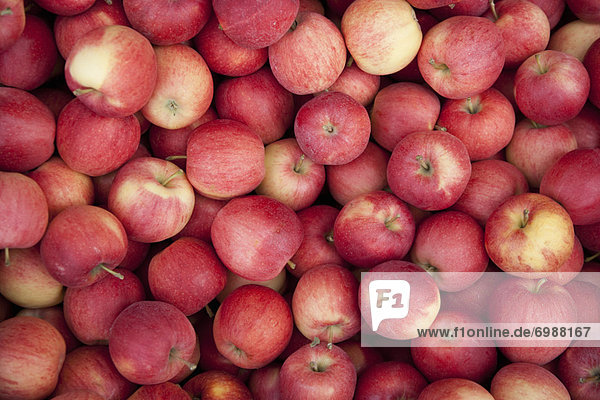 Organic Apples  Penticton  Okanagan Valley  British Columbia  Canada