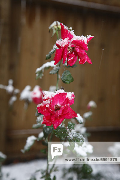 Rose Covered in Snow  Houston  Texas  USA