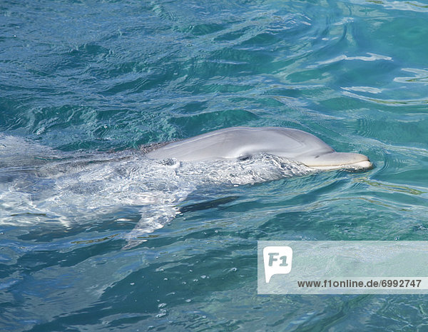 Delphin  Delphinus delphis  Mexiko  Dalbe