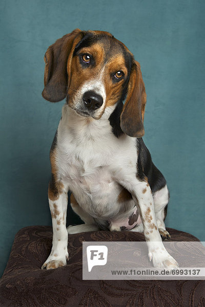 Portrait eines Beagles