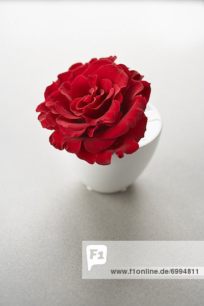 Red Rose in einer Vase