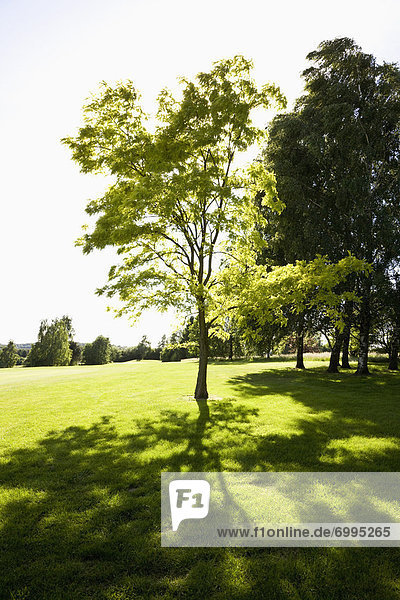 Golfplatz  Baum  Deutschland  Nordrhein-Westfalen