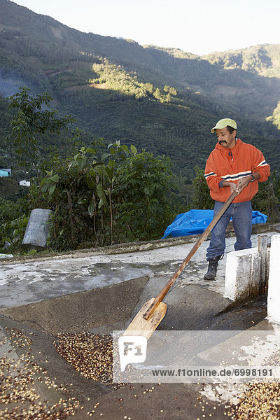 Washing and Drying Coffee Beans  Finca Vista Hermosa Coffee Plantation  Agua Dulce  Huehuetenango Department  Guatemala