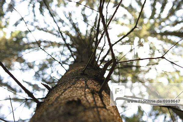 hoch  oben  sehen  Baum  Kiefer  Pinus sylvestris  Kiefern  Föhren  Pinie  Baumstamm  Stamm