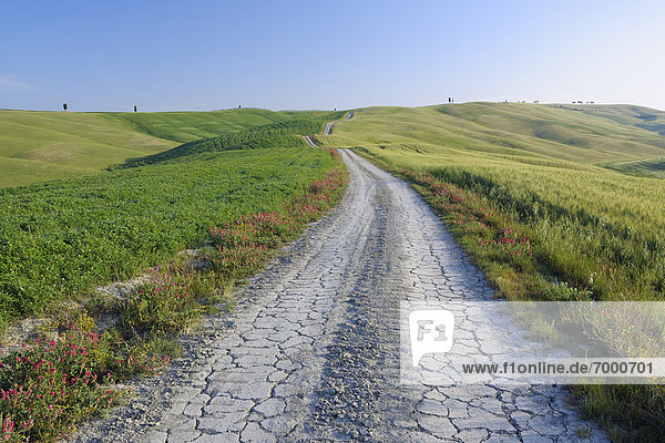 Hügel  Fernverkehrsstraße  Feld  schmutzig  Italien  Toskana