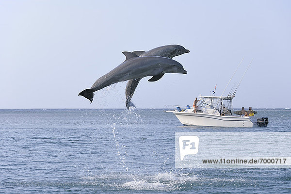 Boot  springen  Hintergrund  Himmel  Delphin  Delphinus delphis  Großer Tümmler  Große  Tursiops truncatus  Bay islands  Karibisches Meer  Honduras  Roatan