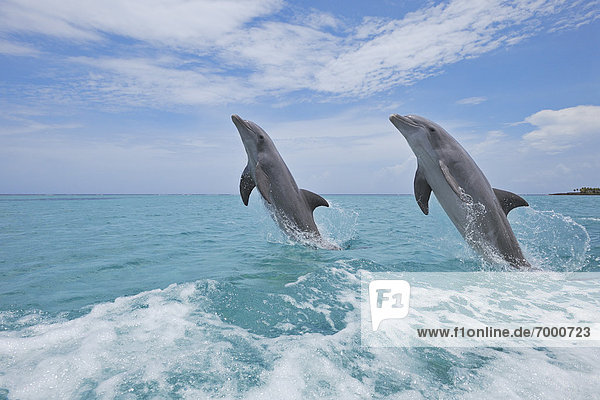 Wasser  Delphin  Delphinus delphis  Großer Tümmler  Große  Tursiops truncatus  Bay islands  Karibisches Meer  Honduras  Roatan
