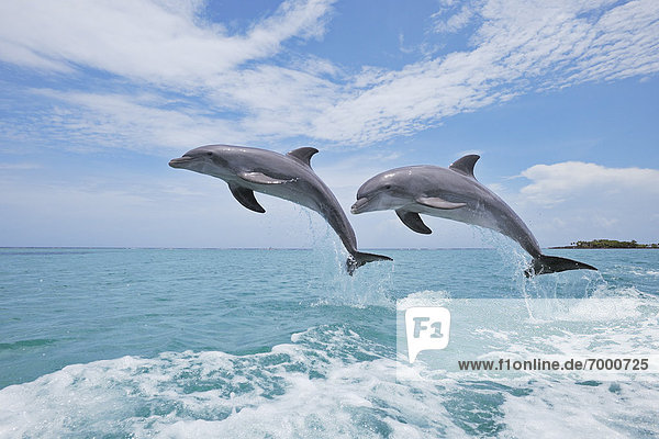 springen  Himmel  Delphin  Delphinus delphis  Großer Tümmler  Große  Tursiops truncatus  Bay islands  Karibisches Meer  Honduras  Roatan