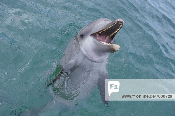 Delphin  Delphinus delphis  Bodenhöhe  Wasser  Großer Tümmler  Große  Tursiops truncatus  Bay islands  Karibisches Meer  Dalbe  Honduras  Roatan