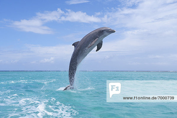 Delphin  Delphinus delphis  Wasser  Großer Tümmler  Große  Tursiops truncatus  Bay islands  Karibisches Meer  Dalbe  Honduras  Roatan