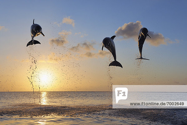 Sonnenuntergang  Meer  springen  Delphin  Delphinus delphis  Großer Tümmler  Große  Tursiops truncatus  Bay islands  Honduras  Roatan